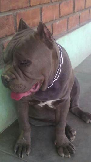 Se Pone en Servicio de Monta Perro Bully