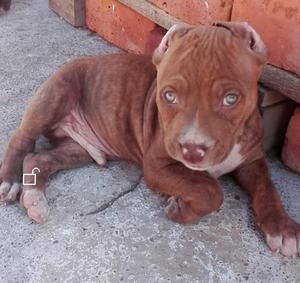 Vendo Pitbull