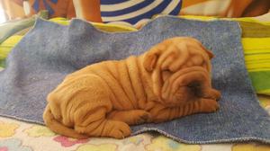 cachorros sharpei