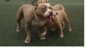 American bully