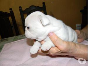 BULLDOG FRANCES BLANCOS A,,1 CACHORROS SELECTOS