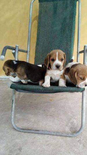 Beagle Tricolor Cachorros en Venta