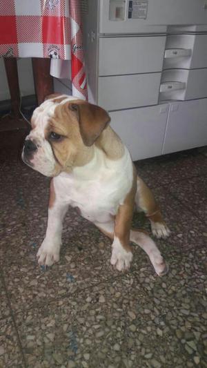 Buldog Hembra