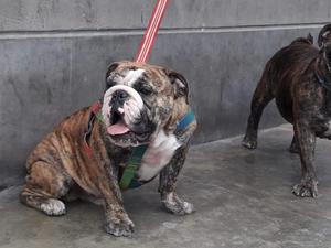 Bull dog ingles de 11 meses vacumado atigrado macho