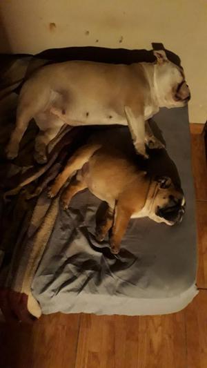 Bulldog Ingles