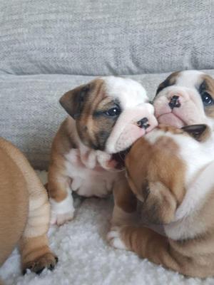 Bulldogs ingleses