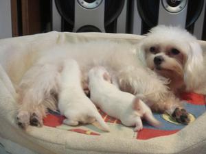 CACHORROS BICHON MALTES HERMOSOS