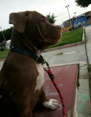 Cachorra Pitbull Rednose en Venta