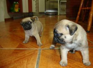 Cachorritos Pug