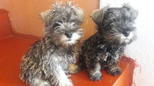 Cachorritos Schnauzer