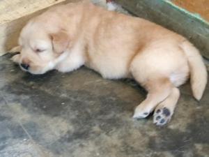 Cachorro Labrador en Venta