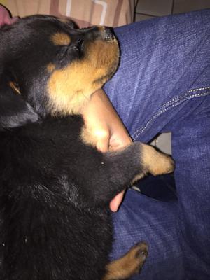 Cachorro Rottweiler