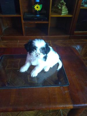 Cachorros