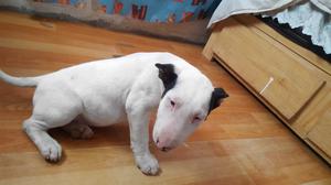 Cachorros Bull Terrier