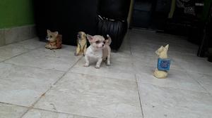 Chihuahua Macho de Mes Y Medio S/500