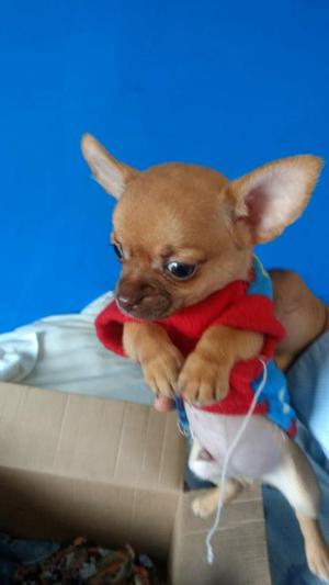 Chihuahua Macho en Venta 5 Meses de Edad