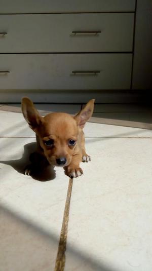 Chihuahua Remato