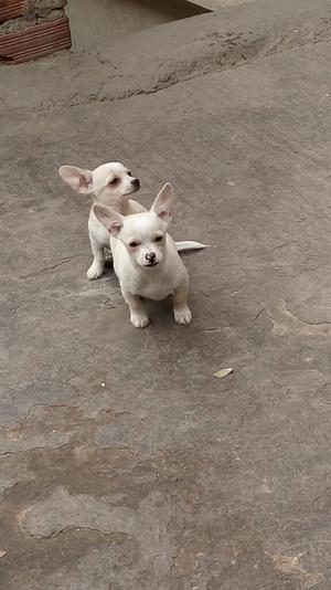 Chihuahuas Machos
