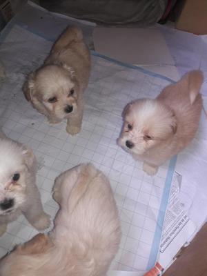 Chihuhahuaguiña Peques