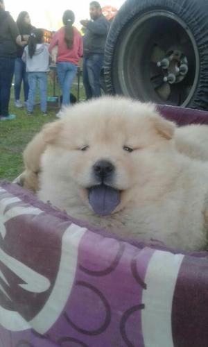 Chow Chow Color Beige