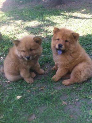 Ejemplares Chow Chow Lindos