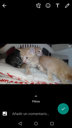 Gatos en venta