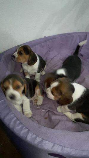 Hermosos Beagles