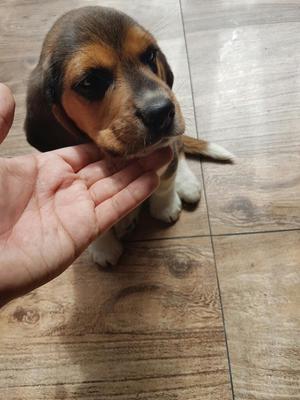 Hermosos Cachorros Beagle