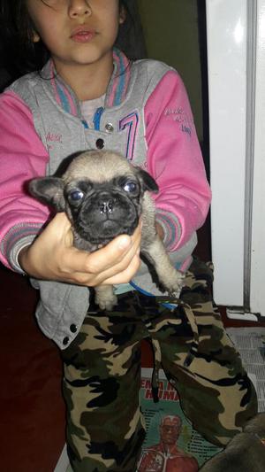 Hermosos Pug a La Venta