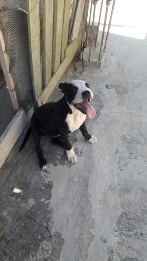 PERRO PITBULL D 5 MESES SOLO FALTA ULTIMA VACUNA PARA