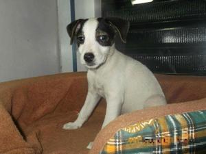 Parson Russell Terrier.patas Largas