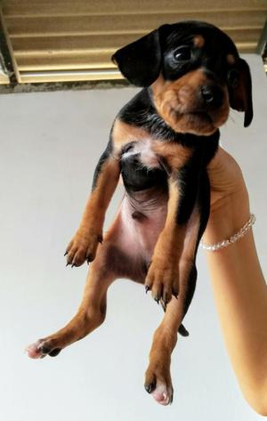 Pinscher Doberman