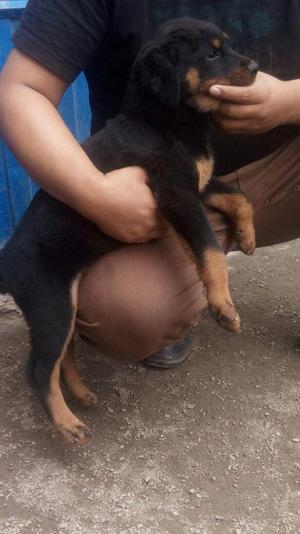 Rottweiler cachorros americana whatsapp 