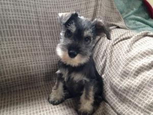 Schnauzer
