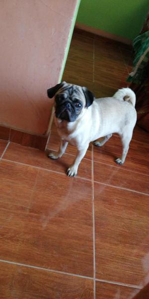 Servicio de Monta Pug Carlino