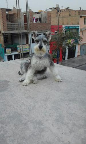 Servicio de Monta Schnauzer