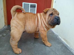 SharPei D'GLR