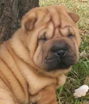 Sharpei