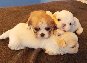 Shih Tzu