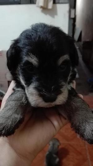 VENDO CACHORROS SCHNAUZER