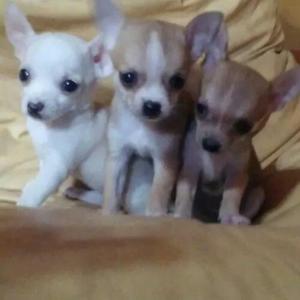 Vendo Chihuahuas