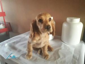 Vendo Cocker Spaniel