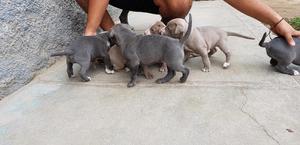 Vendo Pitbull Blue Y Silver