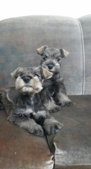 Vendo Schnauzer