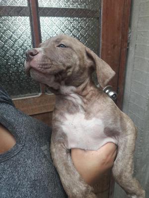 Venta de Cachorros Fusion de 2 Meses