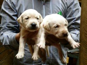 Venta de Cachorros Labradores