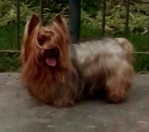 Venta de Cahorros Yorkshire Terrier Toy