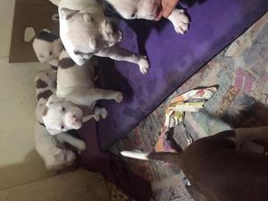 lindos cachorros American Pitbull red nose Stanford