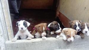 pitbulls  con jaime