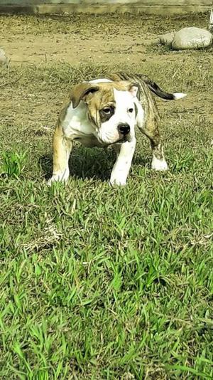 American Bully